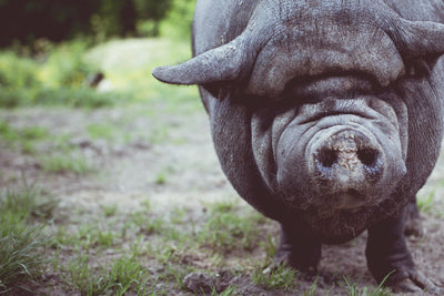 The Story of a Hog Factory Farmer Turned Vegan