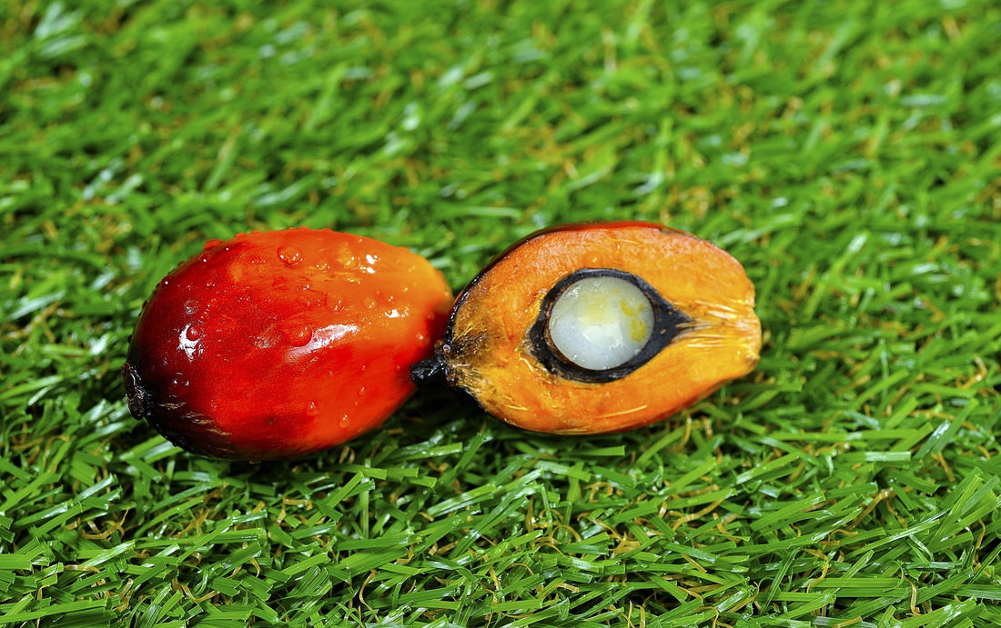 Palm Oil Fruits for Bhu Foods blog about Red Palm Oil Myths