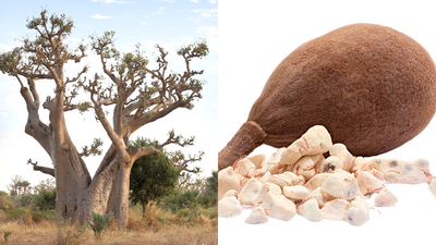 Unlocking the Health Benefits of Baobab: A Nutritional Powerhouse